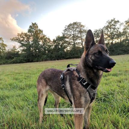 Photo 1/1 Chien retrouvé Perdu à Derval