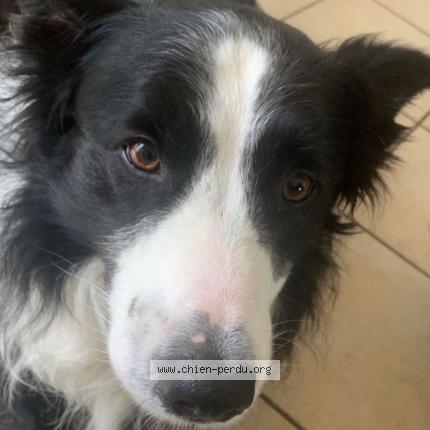 Photo 1/1 Nox Chien perdu à Guenin