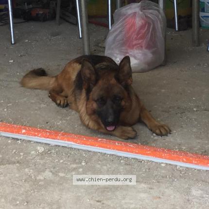 Photo de chien perdu à Montelimar