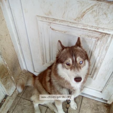 Photo 1/1 Chien retrouvé Perdu à Garcelles secqueville