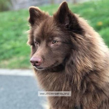 Photo de chien perdu à Vaires Sur Marne
