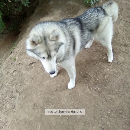 Photo 1/1 Chien retrouvé Perdu à Garcelles secqueville