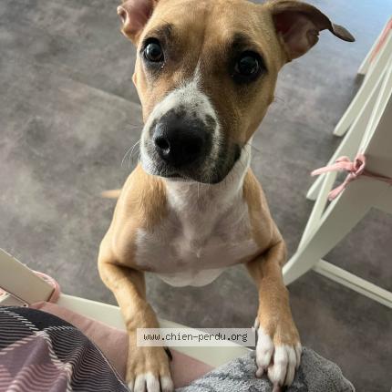 Photo 1/1 Ubeul Chien perdu à Villenave d ornon