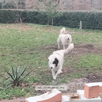Photo 1/1 Vauban Chien perdu à Leon