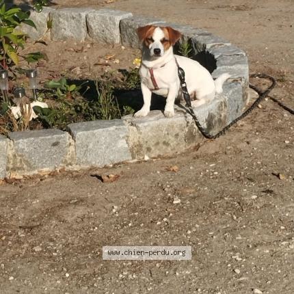 Photo 1/1 Princesse Chien perdu à Les eglisottes