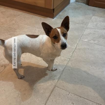 Photo 1/2 Pepita Chien perdu à Larnas