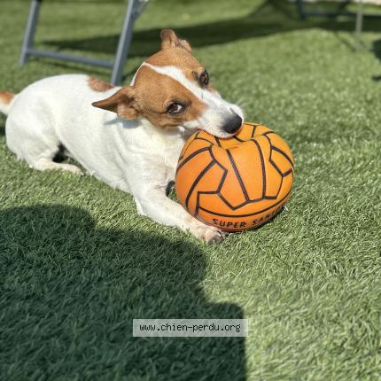 Photo 2/2 Pepita Chien perdu à Larnas