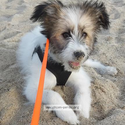 Photo 1/1 Roxy Chien perdu à Bras panon