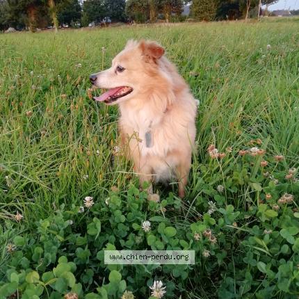 Photo 1/1 Chien retrouvé Perdu à Roz landrieux