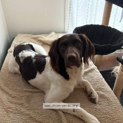 Photo 1/1 Chien retrouvé Perdu à Humbert