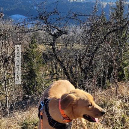 Photo 1/1 Chien retrouvé Perdu à Dommartin