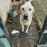 Photo de chien trouvé à Le Veurdre