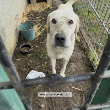 Photo 1/1 Chien trouvé Trouvé à Le veurdre