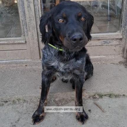 Photo de chien perdu à Penin