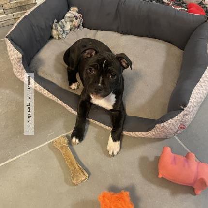 Photo 1/1 Chien retrouvé Perdu à Mevoisins