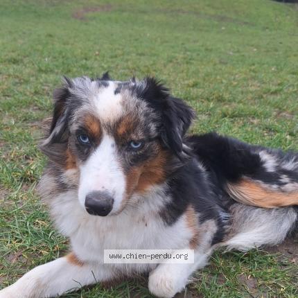 Photo 1/1 Chien retrouvé Perdu à Gennevilliers