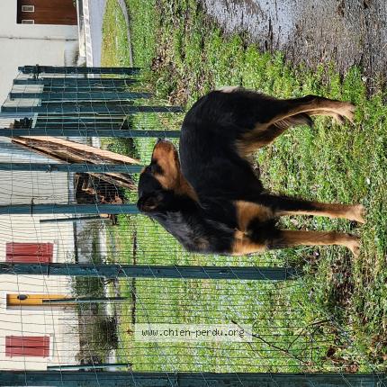 Photo 1/1 Chien trouvé Trouvé à Musculdy