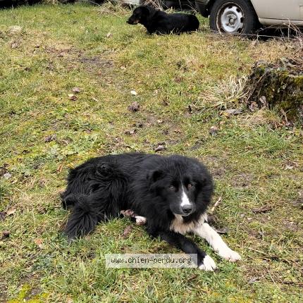 Photo 1/1 Chien retrouvé Trouvé à La tour de scay