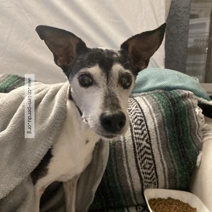 Photo 1/1 Chien trouvé Trouvé à Beaucaire