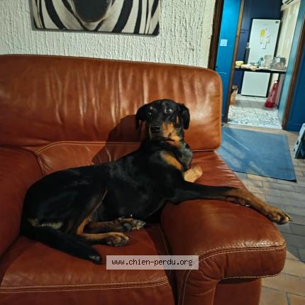 Photo 1/1 Yuka Chien perdu à Creuzier le neuf