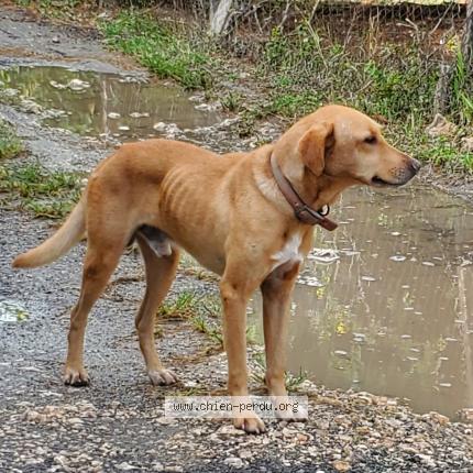 Photo 1/1 Chien trouvé Trouvé à Le moule