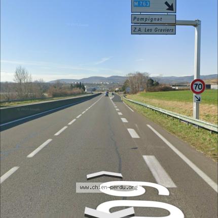 Photo 1/1 Chien trouvé Trouvé à Sortie pompignat