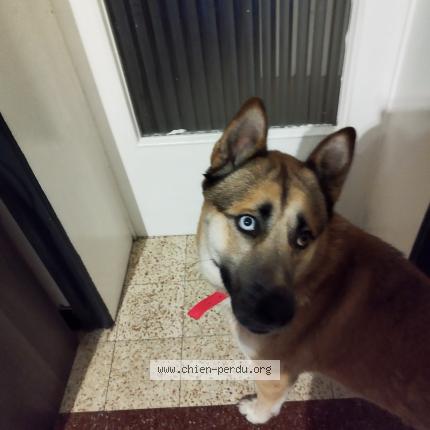 Photo 1/1 Chien trouvé Trouvé à Comines france