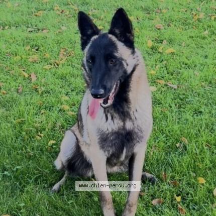 Photo 1/1 Chien retrouvé Perdu à Henin beaumont