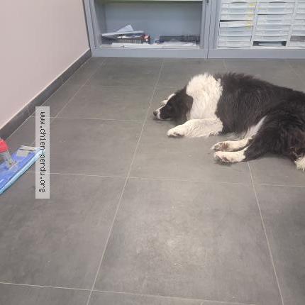 Photo de chien trouvé à Beychac Et Caillau