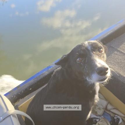 Photo 1/1 Ola Chien perdu à Sainte radegonde des noyers