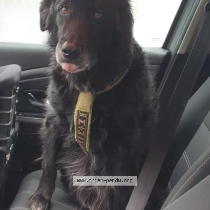 Photo de chien perdu à Saint Pantaleon De Larche