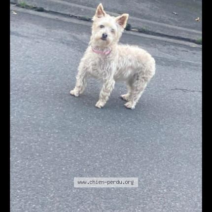 Photo 1/1 Cannelle Chien perdu à Souppes sur loing