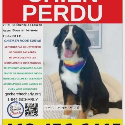 Photo 1/1 Cléo Chien perdu à Ste etienne de lauzon