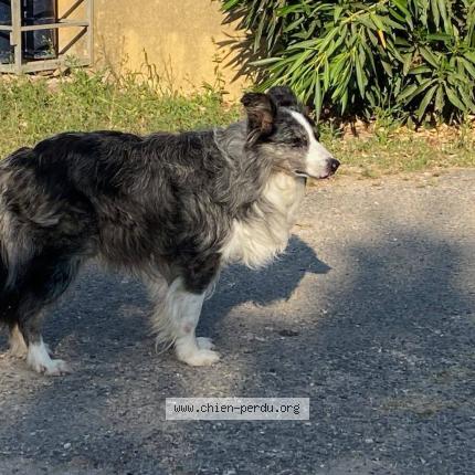 Photo 1/1 Helios Chien perdu à Marseille