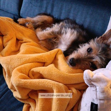 Photo 1/1 Vagabon Chien perdu à Lille hellemmes