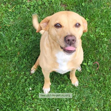 Photo 1/1 Chien retrouvé Perdu à Soues