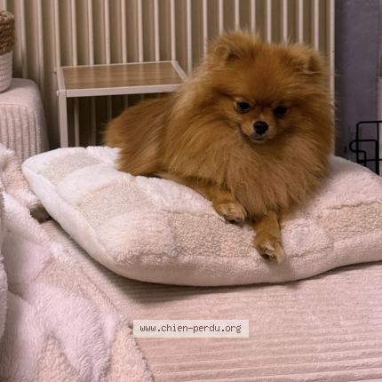 Photo 1/1 Chien retrouvé Perdu à Asasp arros