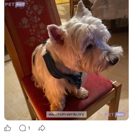 Photo 1/2 Chien retrouvé Perdu à Tournus