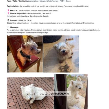 Photo 2/2 Chien retrouvé Perdu à Tournus