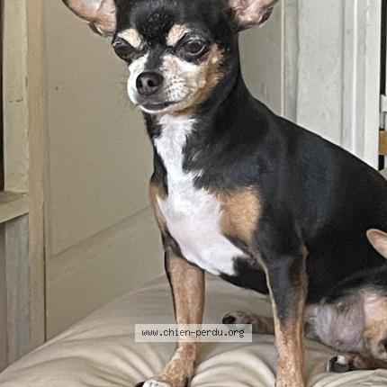 Photo 1/1 Pépite Chien perdu à Mont dore