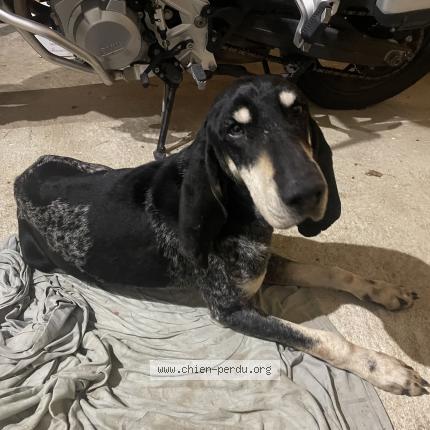 Photo de chien trouvé à Esvres Sur Indre