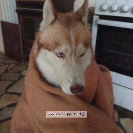 Photo 1/1 FENRIS Chien perdu à Fonsorbes