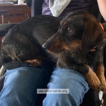 Photo de chien perdu à Preaux