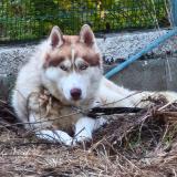 Photo de chien trouvé à Fonsorbes