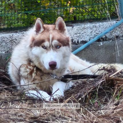 Photo 1/1 Chien trouvé Trouvé à Fonsorbes