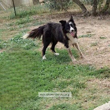 Photo 1/1 Tal Chien perdu à Poussan