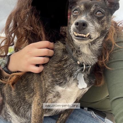 Photo 1/1 Chien retrouvé Perdu à Floirac