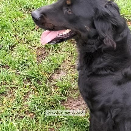 Photo 1/1 Chien trouvé Trouvé à Montrouveau