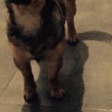 Photo de chien perdu à Andancette