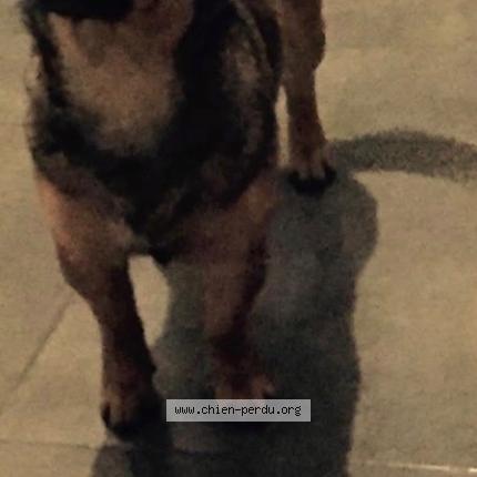 Photo 1/1 Junia Chien perdu à Andancette